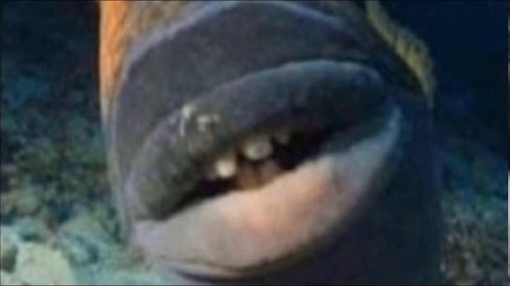 What Travis Scott fish Meme Is The Best?