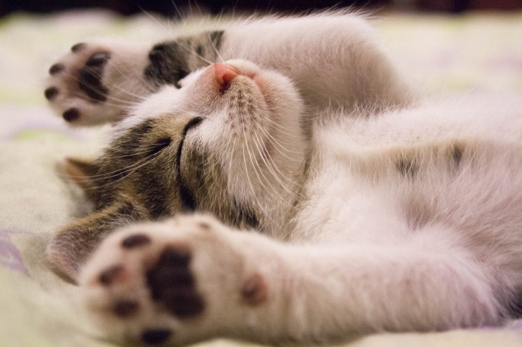 Adopted Cat