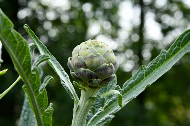 Discover the Magic of Organic Dried Artichoke